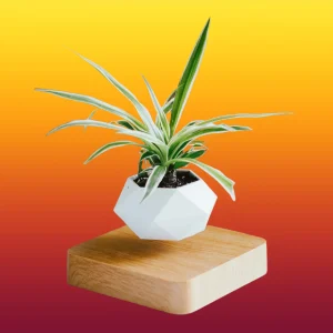 Trendy Creations Floating Plant Best Price in Pakistan